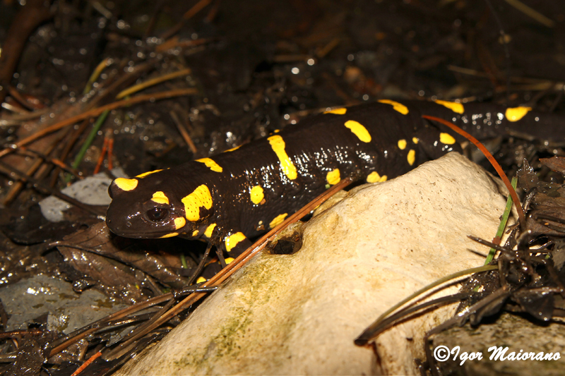 Salamandra pezzata (Salamandra salamandra - Fire Salamander)