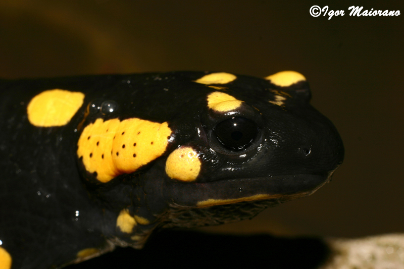 Salamandra pezzata (Salamandra salamandra - Fire Salamander)