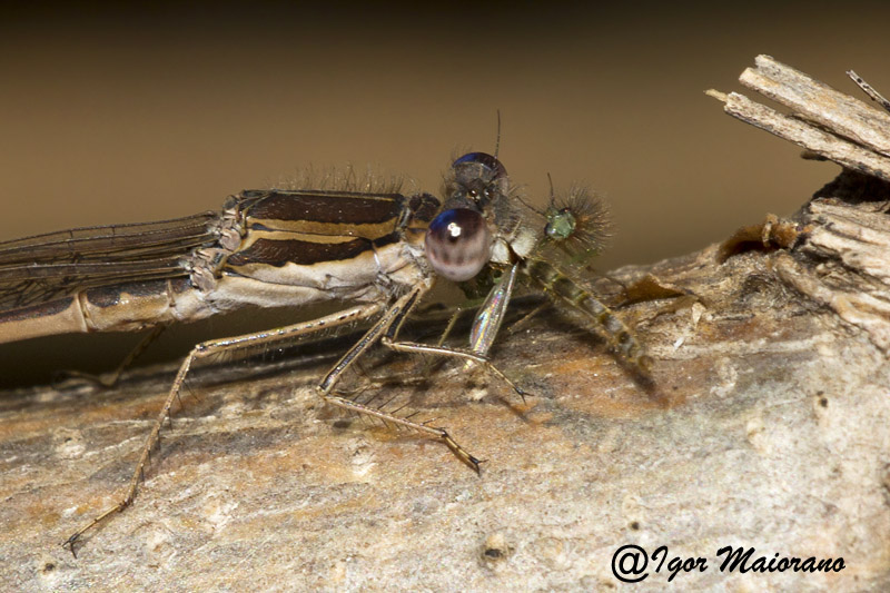 Sympecma fusca - Common Winter Damsel