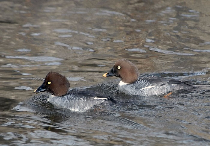 Common Goldeneye