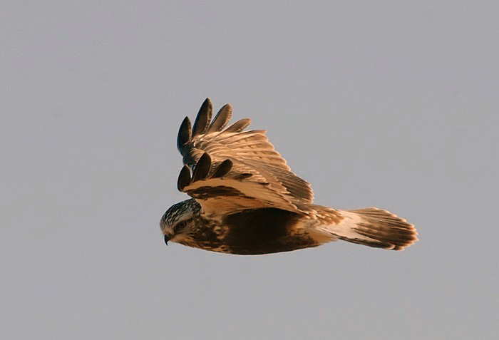 Rough-legged Hawk