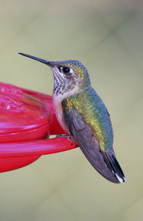 Calliope Hummingbird