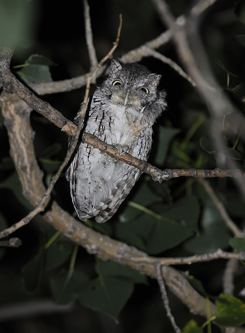 Eastern Screech-Owl