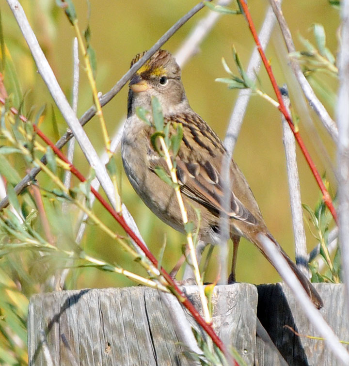 Golden-crowned Sparrow