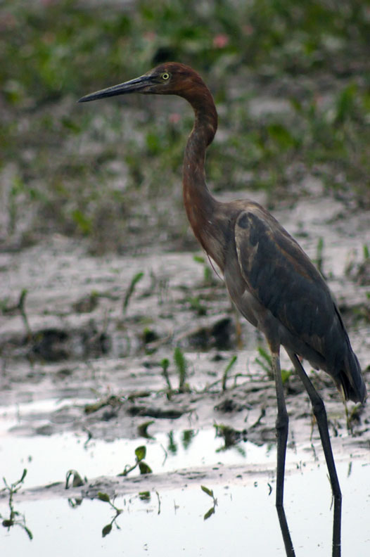 Reddish Egret