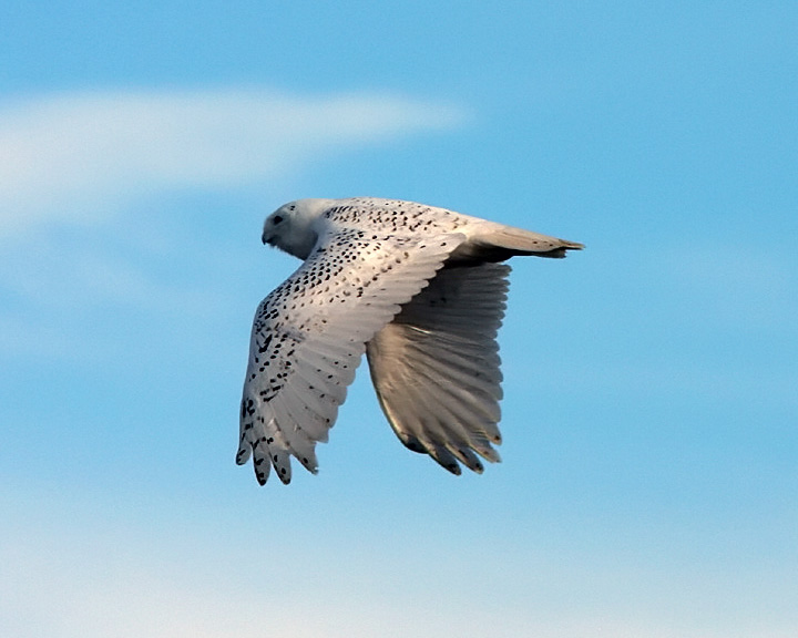 Snowy Owl