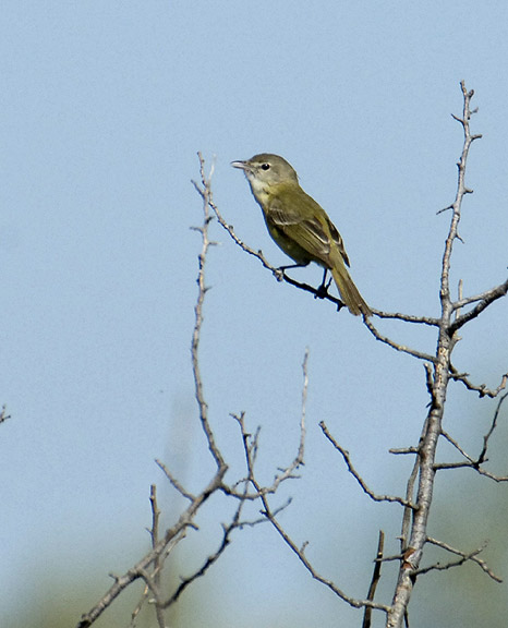 Bells Vireo