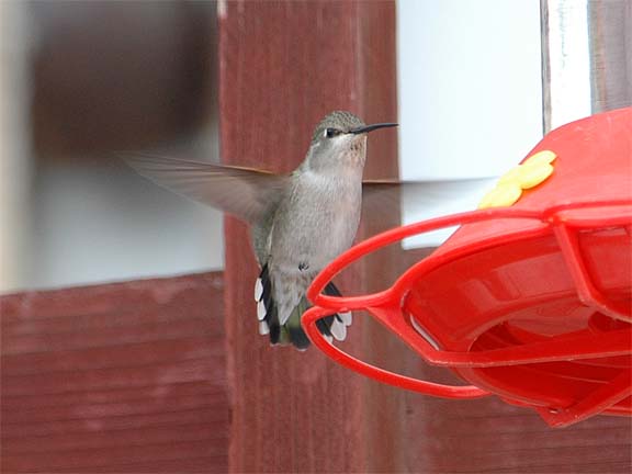 Costas Hummingbird