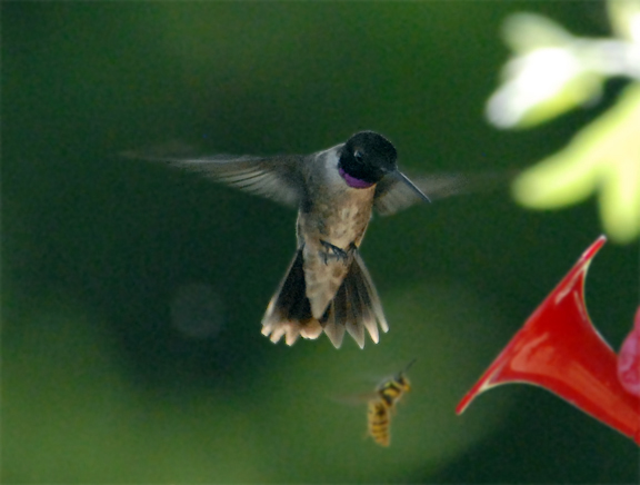 Black-chinned Hummingbird