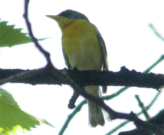 Tropical Parula