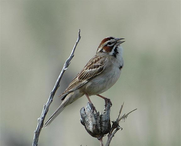 Lark Sparrow