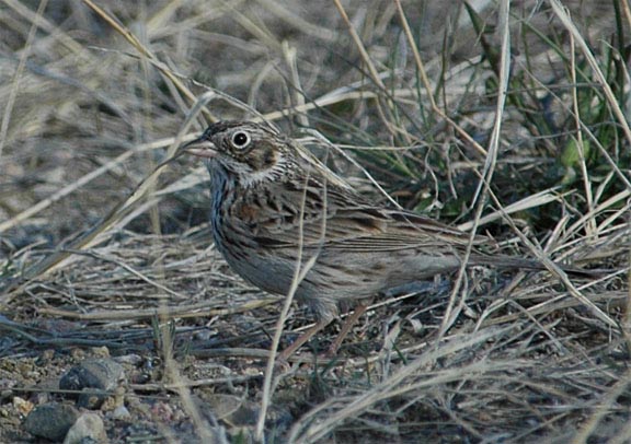 Vesper Sparrow