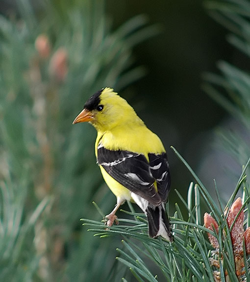 American Goldfinch