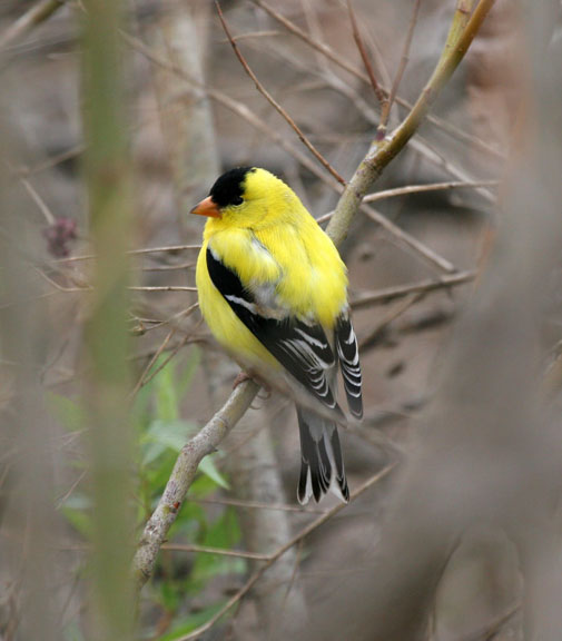 American Goldfinch