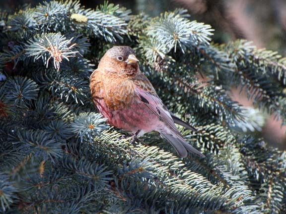 Brown-capped Rosy-Finch