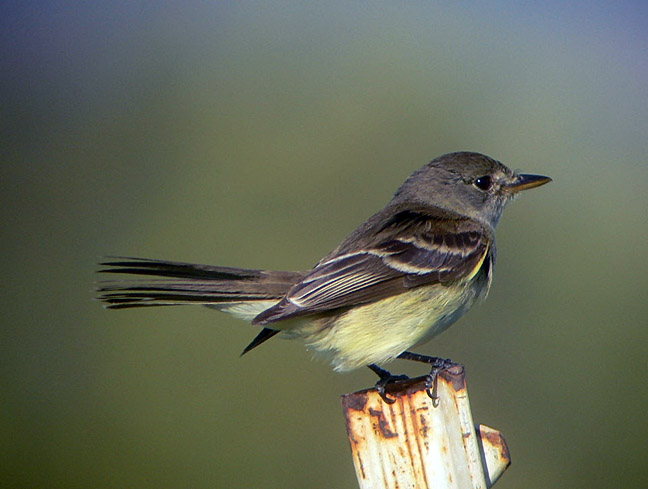 Willow Flycatcher