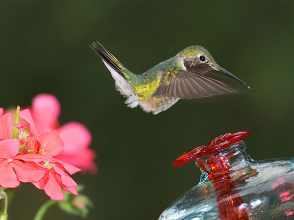 Broad-tailed Hummingbird
