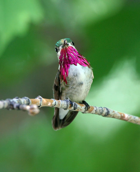 Calliope Hummingbird