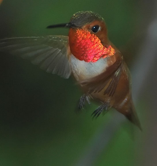 Rufous Hummingbird