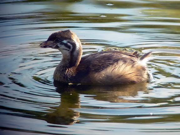 Pied-billed Grebe