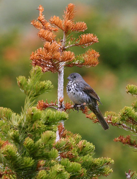 Fox Sparrow