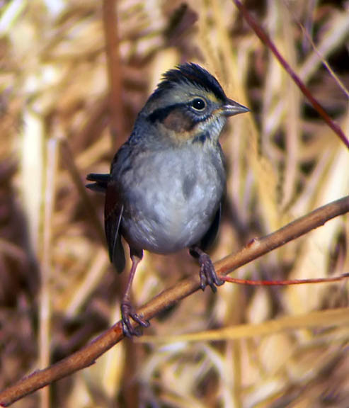 Swamp Sparrow