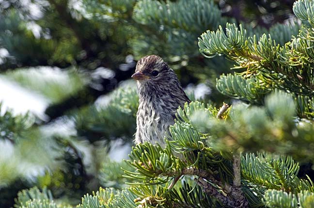 White-crowned Sparrow