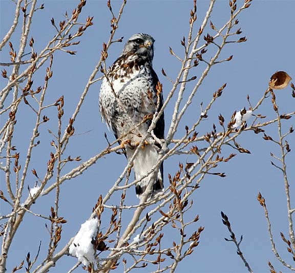 Rough-legged Hawk