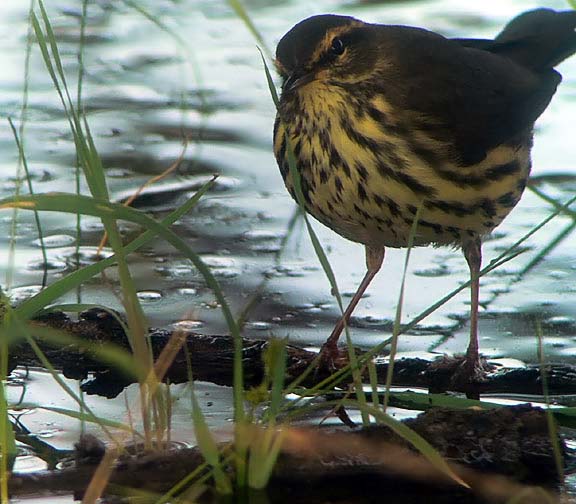 Northern Waterthrush