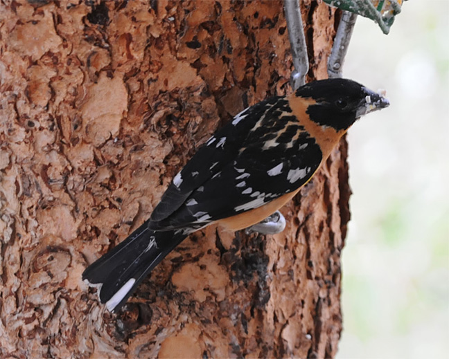 Black-headed Grosbeak