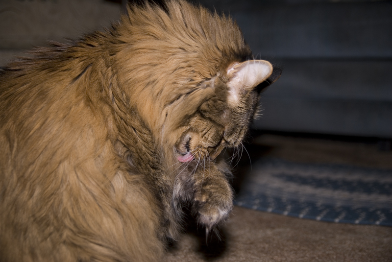 Gotta wash my paws after I eat