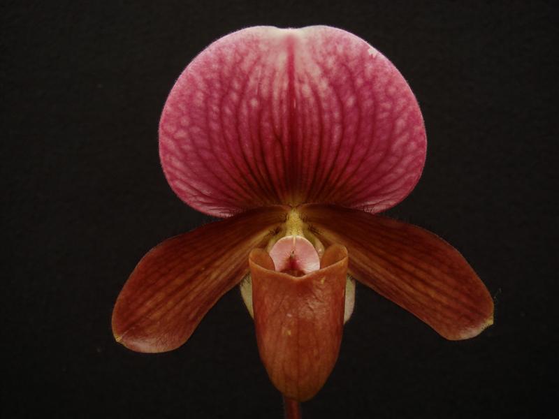 Maudiae Type