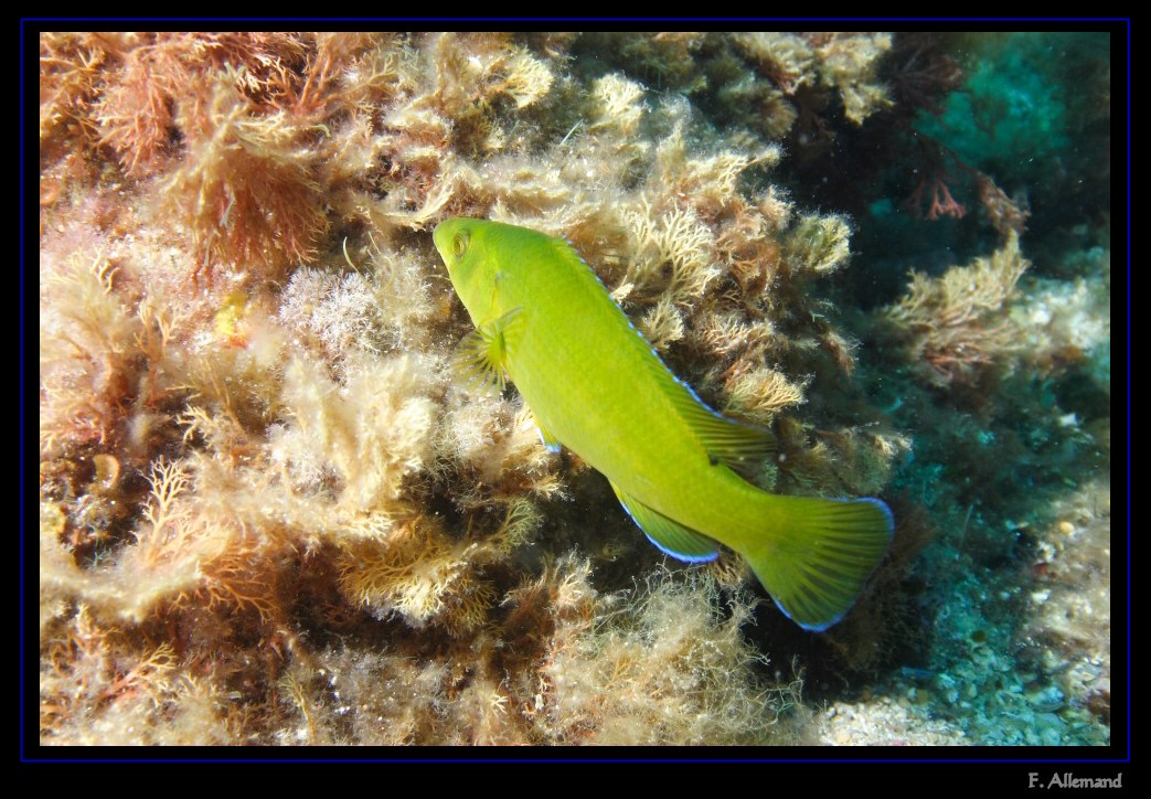 Labre merle - Brown wrasse (Frapao)