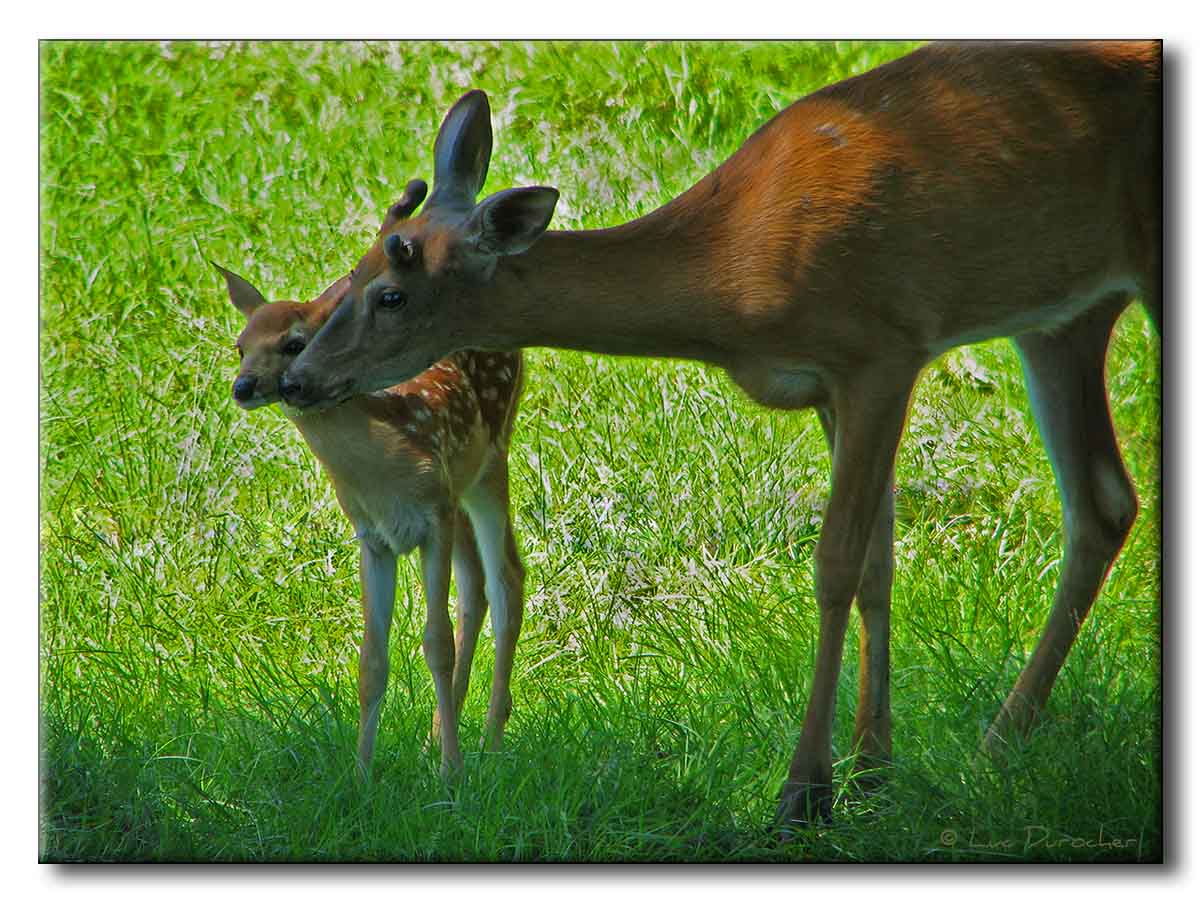 Cerfs de Virginie