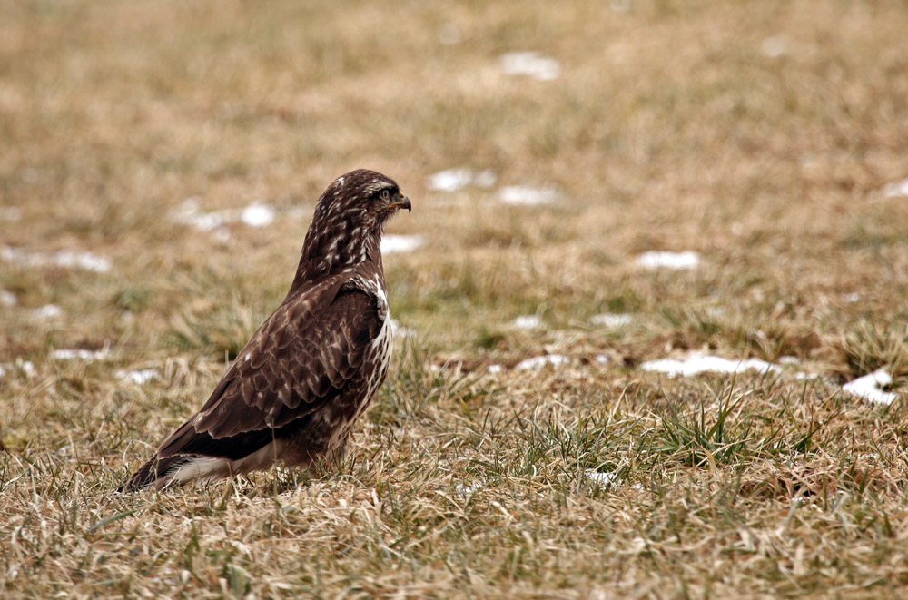 Buzzard - buteo buteo - kanja (IMG_6009ok1.jpg)