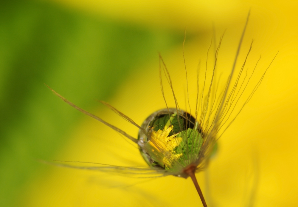 water drop with reflection on dandelions (IMG_9090m.jpg)