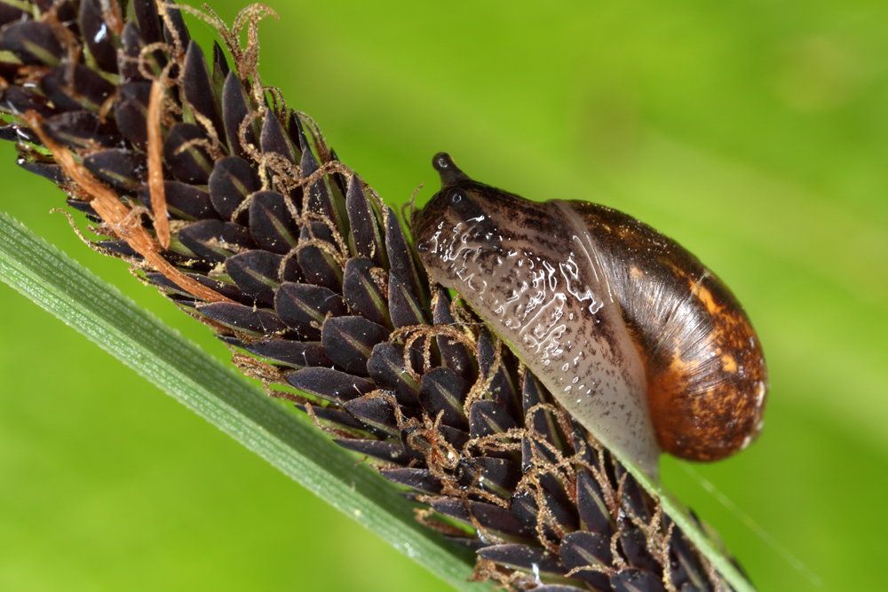 Lymnaea - swamp snail - movirski pol (IMG_8735m.jpg)