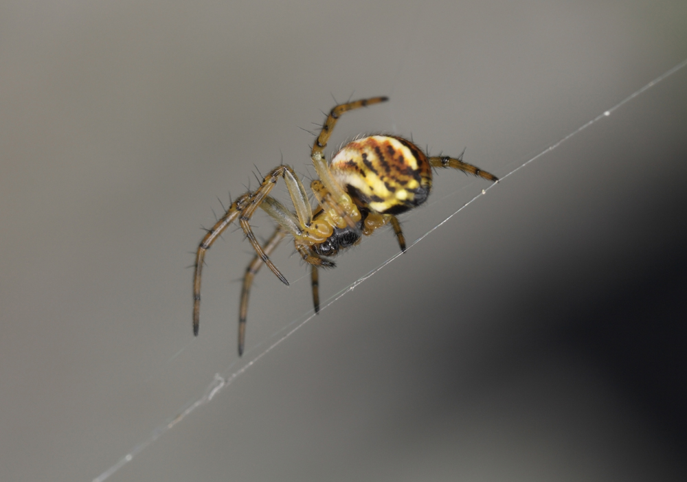 spider (IMG_9681m.jpg)