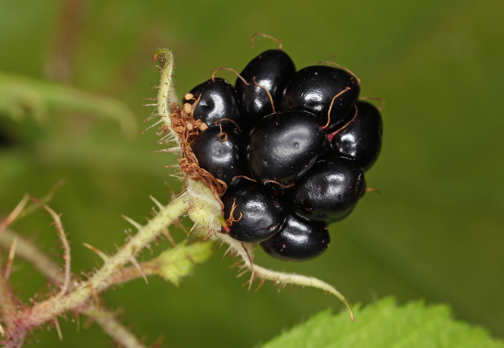 Black berry (IMG_9540m.jpg)