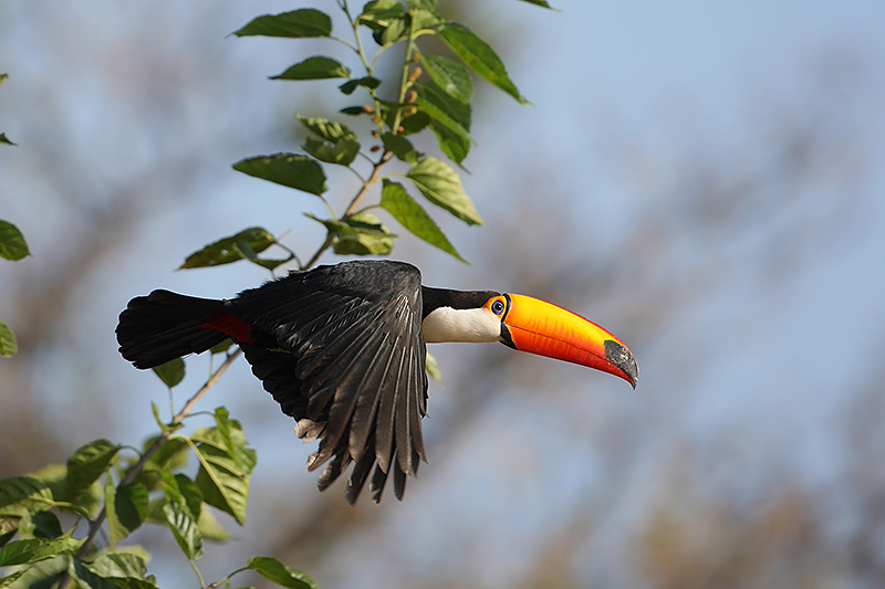 Toco toucan