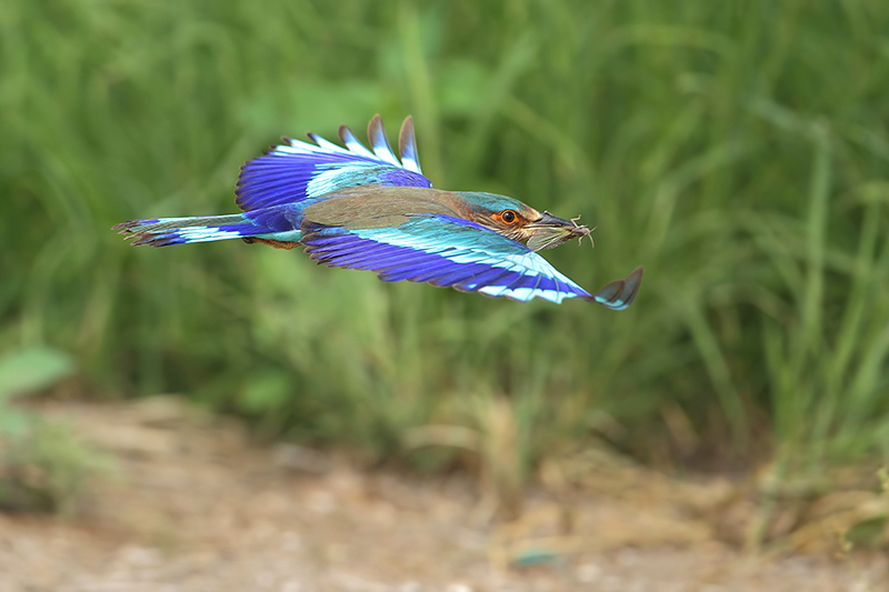 Indische scharrelaar