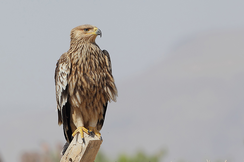 Eastern Imperial Eagle ( Oostelijke keizerarend )