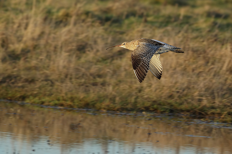 Curlew (Wulp)