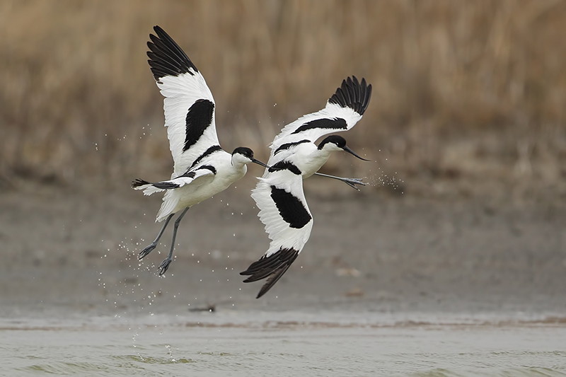 Avocet (Kluut)