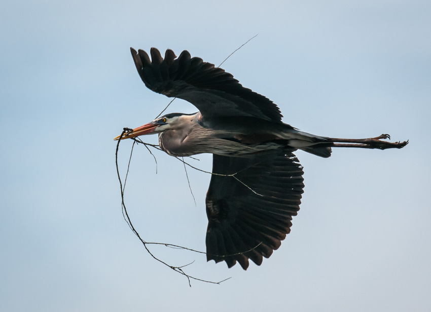 Danada Heron Rookery-12.jpg