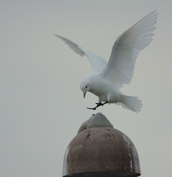 Ivory Gull - ( Pagophila eburnea )