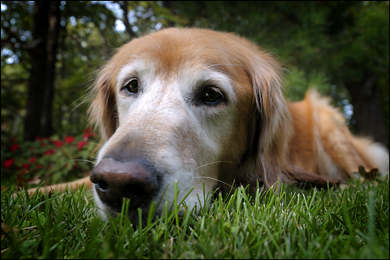 Wet Nose