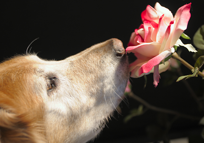 Thursday Challenge Sense or Sensibility