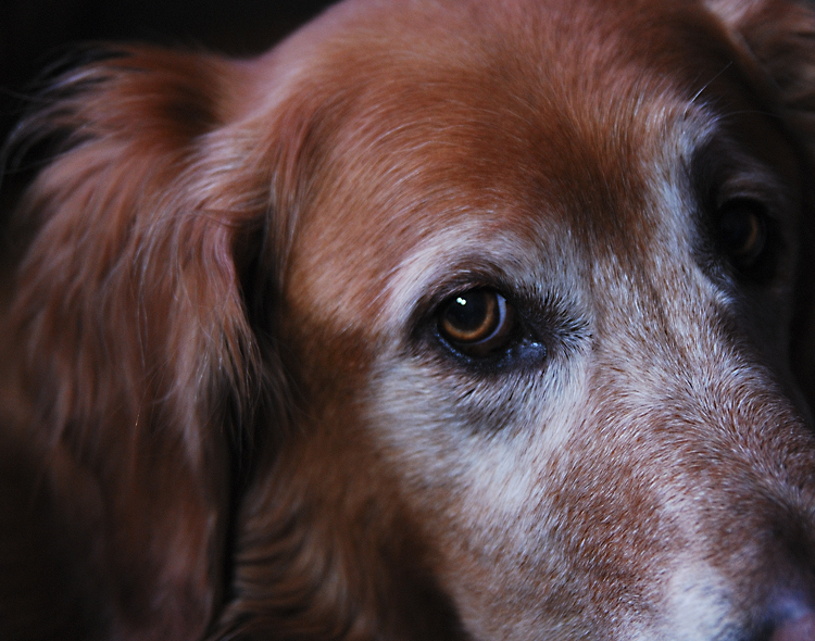 Good Dog