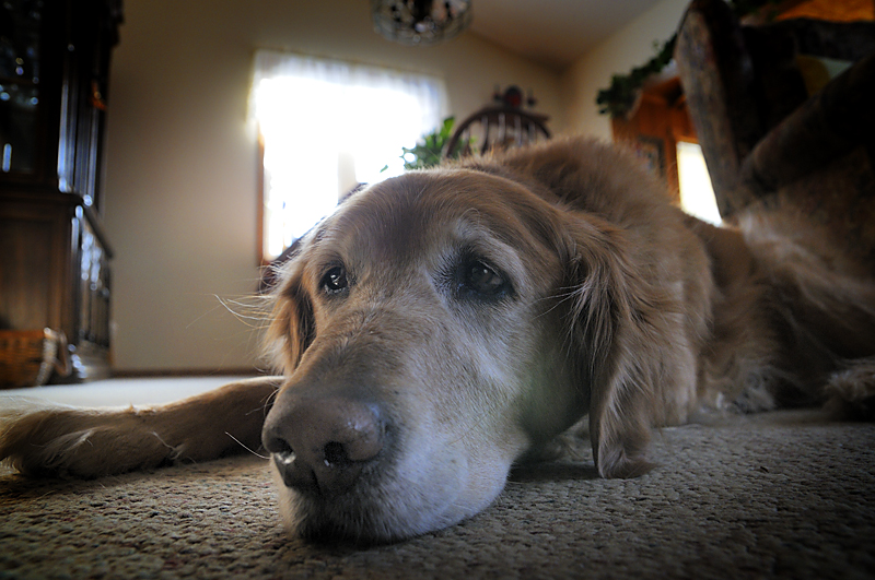 Tired Sadie
